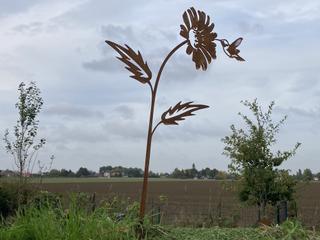 AC20 - Colibri sur fleur